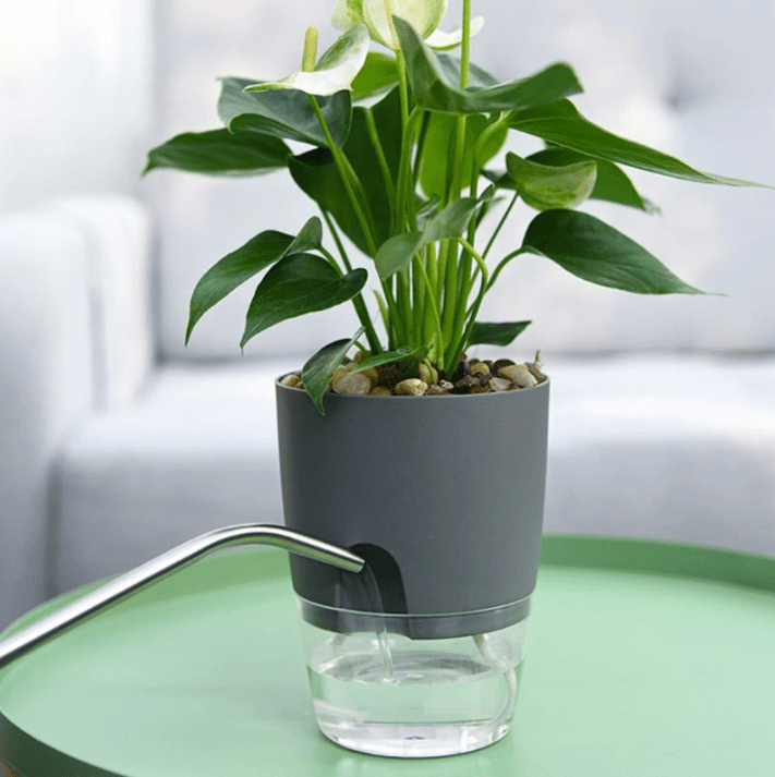 HydroBloom - Hydroponic Self Watering Flowerpot