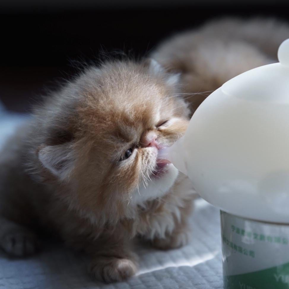 PetNipple - Baby Pet Milk Feeding Bowl