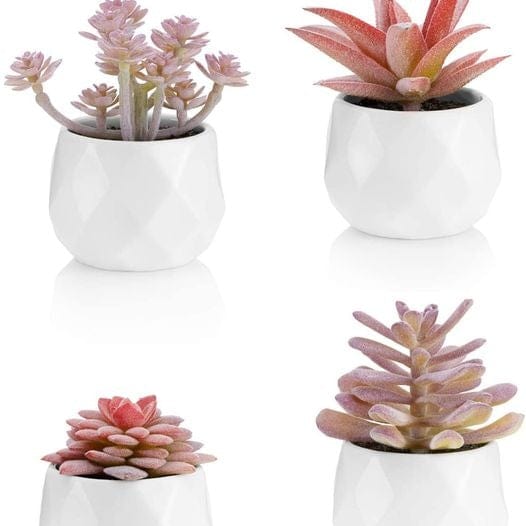 Succulents in White Ceramic Pots