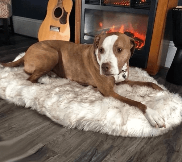 Pup FurBed - Orthopedic Dog Bed with Vegan Fur Memory Foam