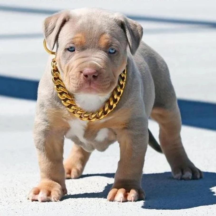 ThugPet - Thick Cuban Link Chain Pet Collar