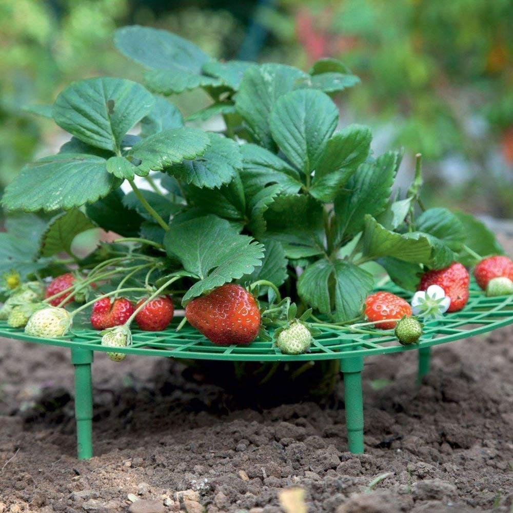 Berrylife - Strawberry Planting Frame